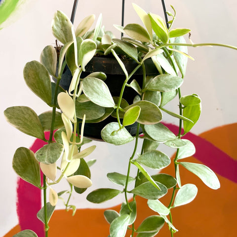 Variegated String of Nickles - Dischidia oiantha variegata - Sprouts of Bristol