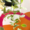 Variegated String of Nickles - Dischidia oiantha variegata - Sprouts of Bristol