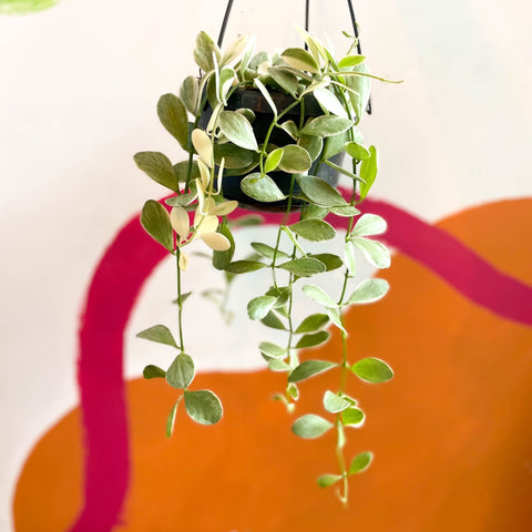 Variegated String of Nickles - Dischidia oiantha variegata - Sprouts of Bristol