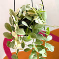 Variegated String of Nickles - Dischidia oiantha variegata - Sprouts of Bristol