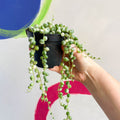 Variegated String of Pearls / Tears - Senecio rowleyanus 'Variegata' - Sprouts of Bristol