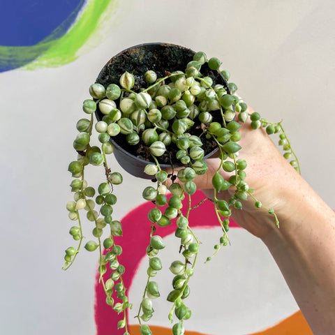 Variegated String of Pearls / Tears - Senecio rowleyanus 'Variegata' - Sprouts of Bristol
