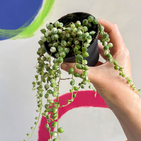 Variegated String of Pearls / Tears - Senecio rowleyanus 'Variegata' - Sprouts of Bristol