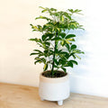 Variegated Umbrella Plant - Schefflera - Sprouts of Bristol