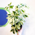 Variegated Umbrella Plant - Schefflera arboricola 'Charlotte' - Sprouts of Bristol