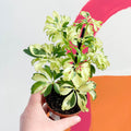 Variegated Umbrella Plant - Schefflera arboricola 'Janine' - Sprouts of Bristol