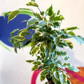 Variegated Weeping Fig - Ficus benjamina ‘Samantha’ - Sprouts of Bristol