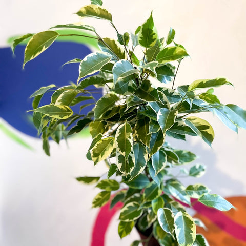 Variegated Weeping Fig - Ficus benjamina ‘Samantha’ - Sprouts of Bristol