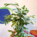 Variegated Weeping Fig - Ficus benjamina ‘Samantha’ - Sprouts of Bristol