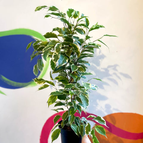 Variegated Weeping Fig - Ficus benjamina ‘Samantha’ - Sprouts of Bristol