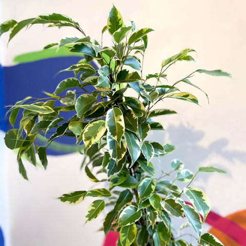 Variegated Weeping Fig - Ficus benjamina ‘Samantha’ - Sprouts of Bristol