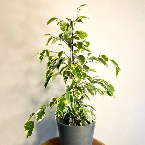 Variegated Weeping Fig - Ficus benjamina 'Variegata' - Sprouts of Bristol
