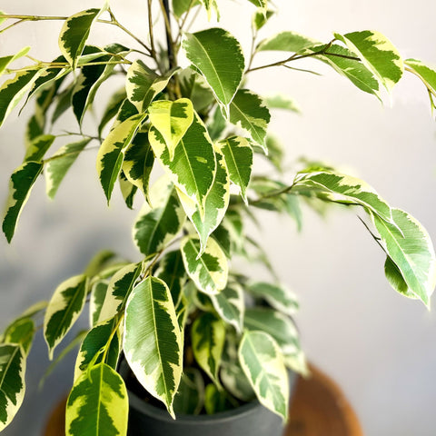 Variegated Weeping Fig - Ficus benjamina 'Variegata' - Sprouts of Bristol