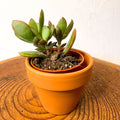 Velvet Jade Plant - Crassula ovata - Sprouts of Bristol