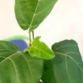 Velvet Leaf Fig Tree - Ficus auriculata 'Everest' - Sprouts of Bristol