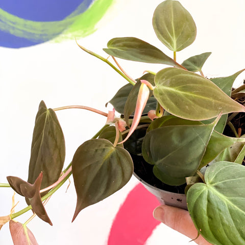 Velvet Leaf Philodendron - Philodendron scandens 'Micans' - Sprouts of Bristol