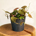 Velvet Leaf Philodendron - Philodendron scandens 'Micans' - Sprouts of Bristol