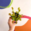 Venus Flytrap - Dionaea muscipula - Sprouts of Bristol