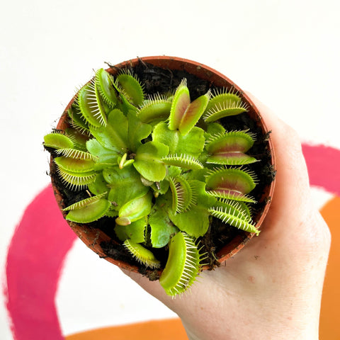 Venus Flytrap - Dionaea muscipula - Sprouts of Bristol