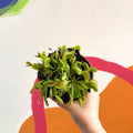 Venus Flytrap - Dionaea muscipula - Sprouts of Bristol
