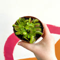Venus Flytrap - Dionaea muscipula - Sprouts of Bristol