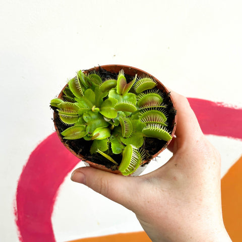Venus Flytrap - Dionaea muscipula - Sprouts of Bristol