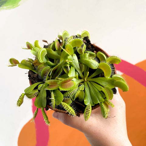 Venus Flytrap - Dionaea muscipula - Sprouts of Bristol