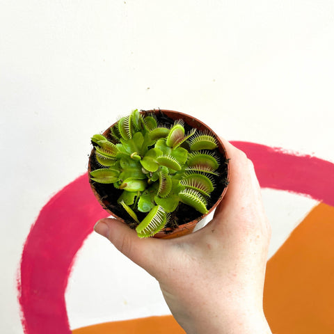 Venus Flytrap - Dionaea muscipula - Sprouts of Bristol