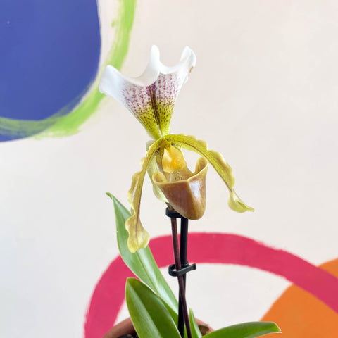 Venus Slipper Orchid - Paphiopedilum - Sprouts of Bristol