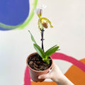 Venus Slipper Orchid - Paphiopedilum - Sprouts of Bristol