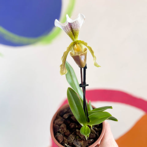 Venus Slipper Orchid - Paphiopedilum - Sprouts of Bristol