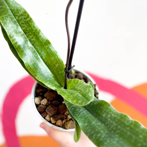 Venus Slipper Orchid - Paphiopedilum 'Pinocchio' - Sprouts of Bristol