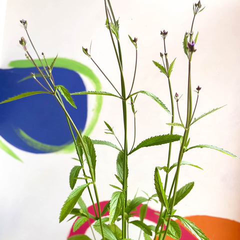 Verbena macdougalii 'Lavender Spires' - Cotswold Grown Perennial - Sprouts of Bristol