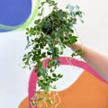 Verona Vein - Cissus striata parthenocissus - Sprouts of Bristol