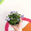 Violet - Viola cornuta - British Grown - Sprouts of Bristol