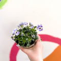 Violet - Viola cornuta - British Grown - Sprouts of Bristol
