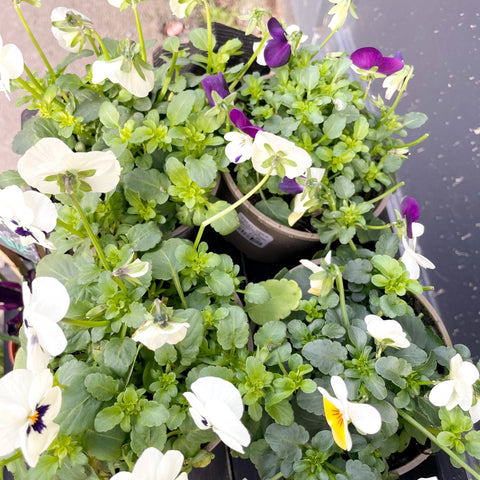 Violet - Viola cornuta - British Grown - Sprouts of Bristol