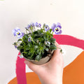 Violet - Viola cornuta - British Grown - Sprouts of Bristol