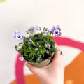 Violet - Viola cornuta - British Grown - Sprouts of Bristol