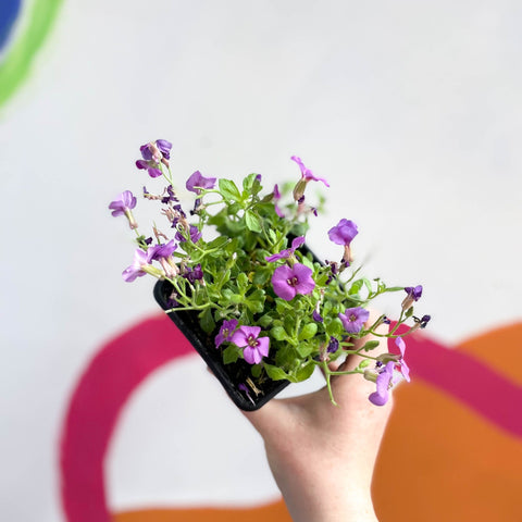 Wall Cress - Arabis caucasica 'Little Treasure Deep Rose' - British Grown Evergreen Perennial Alpine - Sprouts of Bristol