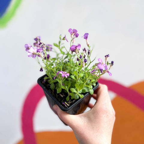 Wall Cress - Arabis caucasica 'Little Treasure Deep Rose' - British Grown Evergreen Perennial Alpine - Sprouts of Bristol