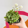 Wall Cress - Arabis caucasica 'Little Treasure White' - British Grown Evergreen Perennial Alpine - Sprouts of Bristol