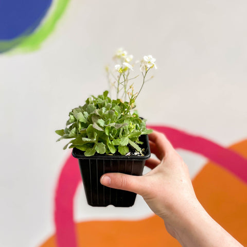 Wall Cress - Arabis caucasica 'Little Treasure White' - British Grown Evergreen Perennial Alpine - Sprouts of Bristol