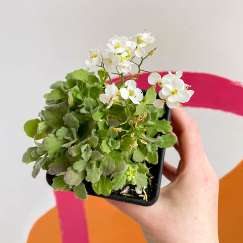 Wall Cress - Arabis caucasica 'Little Treasure White' - British Grown Evergreen Perennial Alpine - Sprouts of Bristol