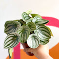 Watermelon Peperomia - Peperomia argyreia - Sprouts of Bristol