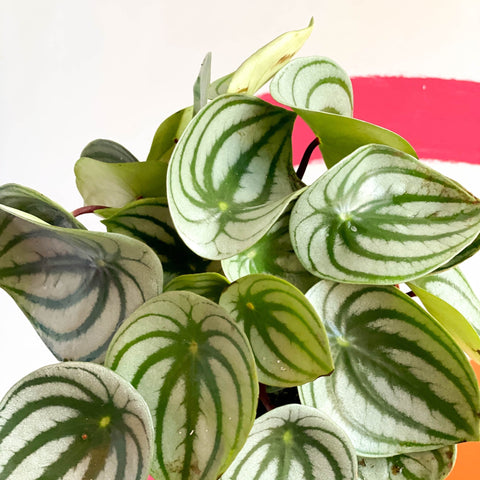 Watermelon Peperomia - Peperomia argyreia - Sprouts of Bristol