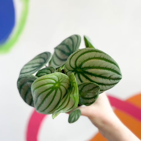 Watermelon Peperomia - Peperomia argyreia - Sprouts of Bristol