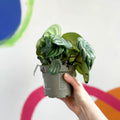 Watermelon Peperomia - Peperomia argyreia - Sprouts of Bristol