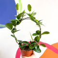 Wax Plant - Hoya australis - Sprouts of Bristol