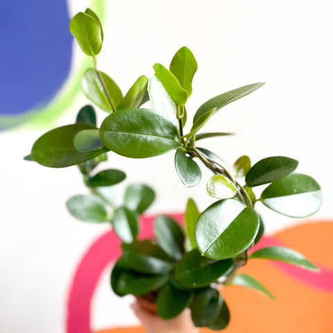 Wax Plant - Hoya australis - Sprouts of Bristol